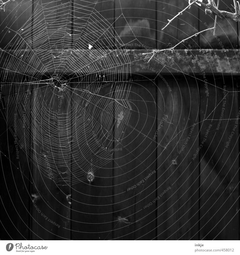 12:25 Uhr mittags Natur Menschenleer Zaun Bretterzaun Spinnennetz Spinngewebe Netz Netzwerk hängen warten dunkel dünn Ekel rund gewissenhaft fleißig Ausdauer