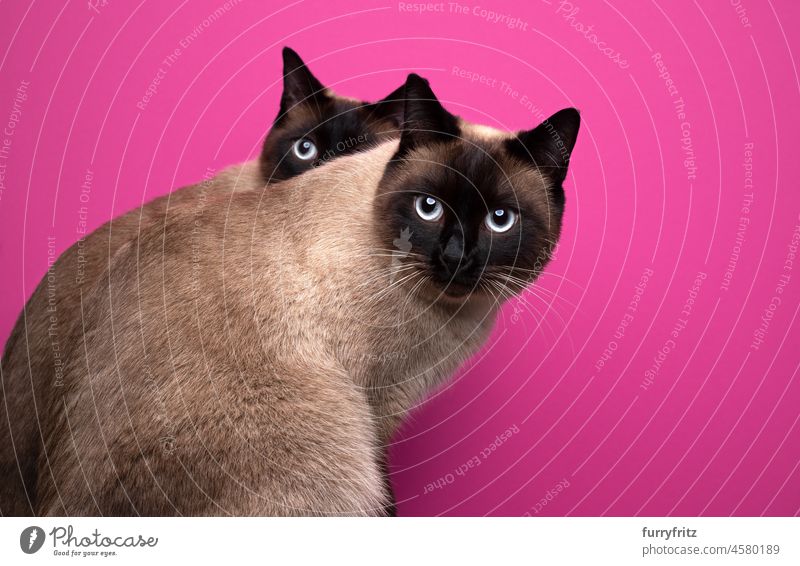 zwei Seal Point Siamkatzen Zwillinge sitzen zusammen auf rosa oder magenta Hintergrund Katze Haustiere Rassekatze siamesische Katze Dichtungsstelle