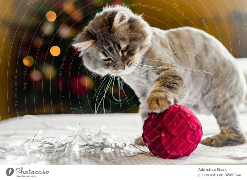Liebenswertes Kätzchen auf weicher Decke spielt mit Weihnachtsbaumkugel Katze Haustier katzenhaft Weihnachten Katzenbaby niedlich Tier Pfote bezaubernd Baum