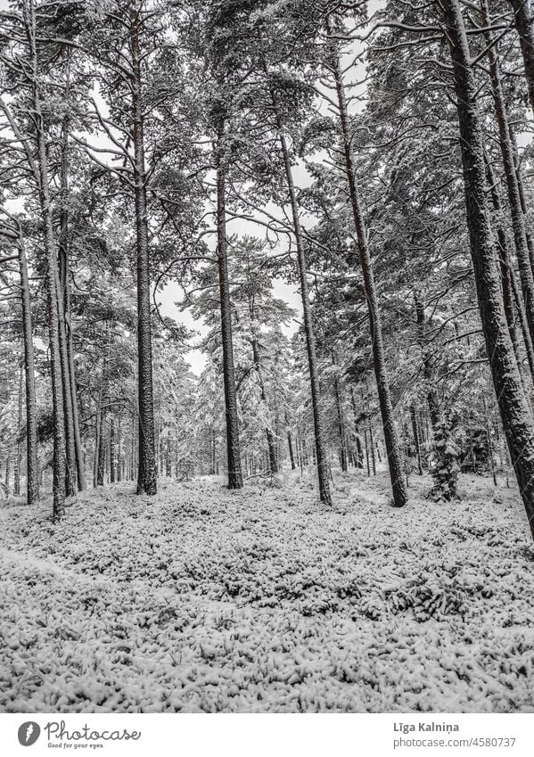Winter im Wald Winterstimmung Schnee Wintertag Schneefall Wintereinbruch Landschaft Schneelandschaft Winterwald Natur weiß kalt Bäume Winterlandschaft Wetter