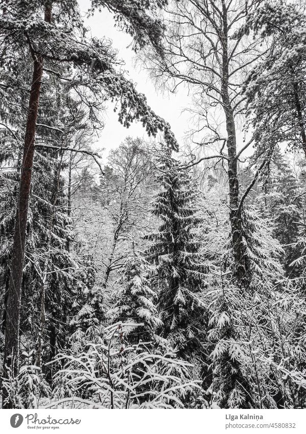 Winterlandschaft mit Bäumen Winterstimmung Schnee Wintertag kalt weiß Natur Winterwald Schneefall Landschaft Schneelandschaft Baum Wetter Frost Schneedecke