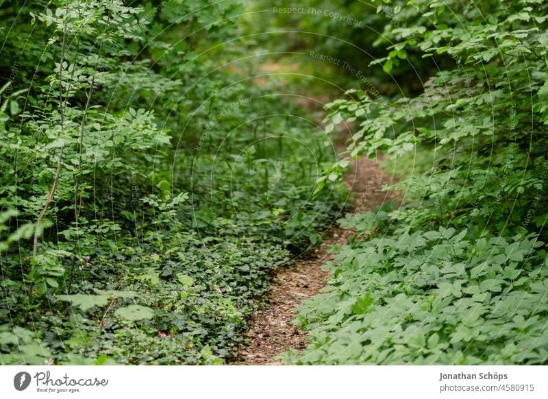 Trampelpfad im Wald mit viel grünen Pflanzen Pfad Grünpflanze wachsen zuwachsen Sommer Waldboden waldbaden Waldspaziergang waldwanderung wandern eng Pfadfinder