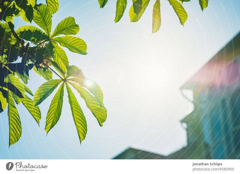 Blätter von Kastanie Baum im Gegenlicht vor Himmel Pflanze Sonne Haus Stadt Stadtrand urban Grüne Stadt Stadtbegrünung Außenaufnahme Farbfoto Menschenleer
