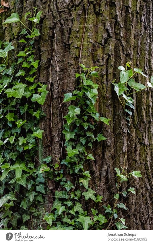 Mit Efeu bewachsener Baumstamm im Wald grün Symbiose Efeublätter efeuranke Baumrinde grünes Leben waldbaden Waldspaziergang Erholung Natur Pflanze Außenaufnahme