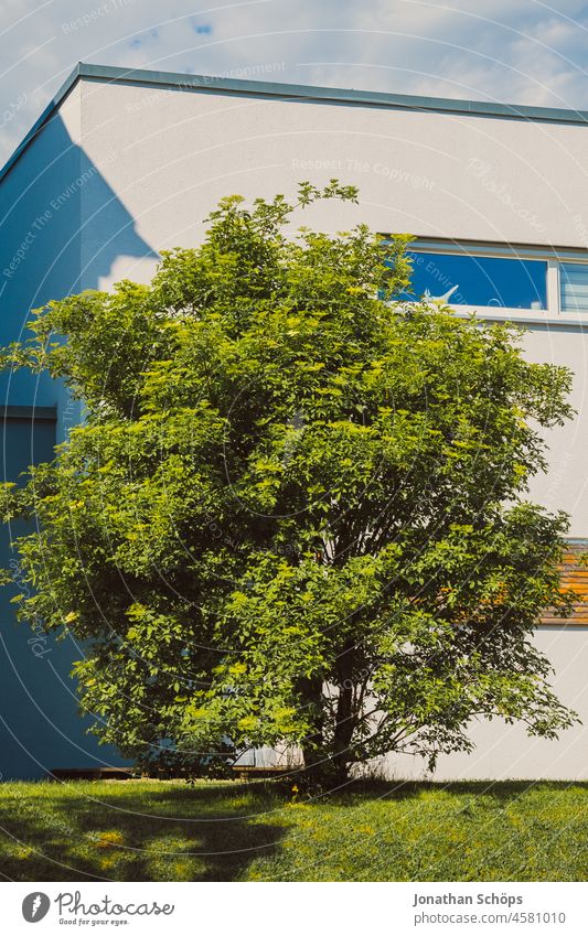 grüner Baum vor modernem Haus und blauem Himmel strahlend Sommer schön sonnig Froschperspektive Natur Außenaufnahme Pflanze Sonnenlicht Farbfoto Frühling