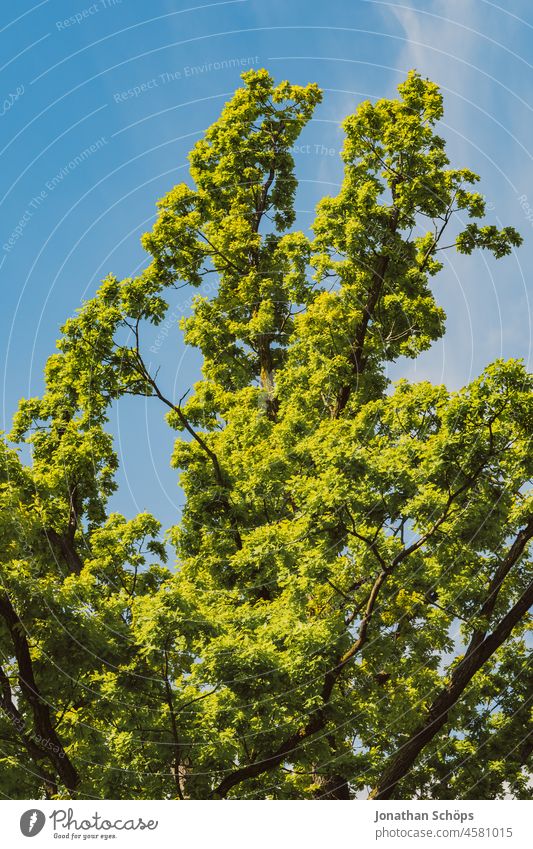 grüner Baum vor blauem Himmel strahlend Sommer schön sonnig Froschperspektive Natur Außenaufnahme Pflanze Sonnenlicht Farbfoto Frühling Landschaft Wachstum
