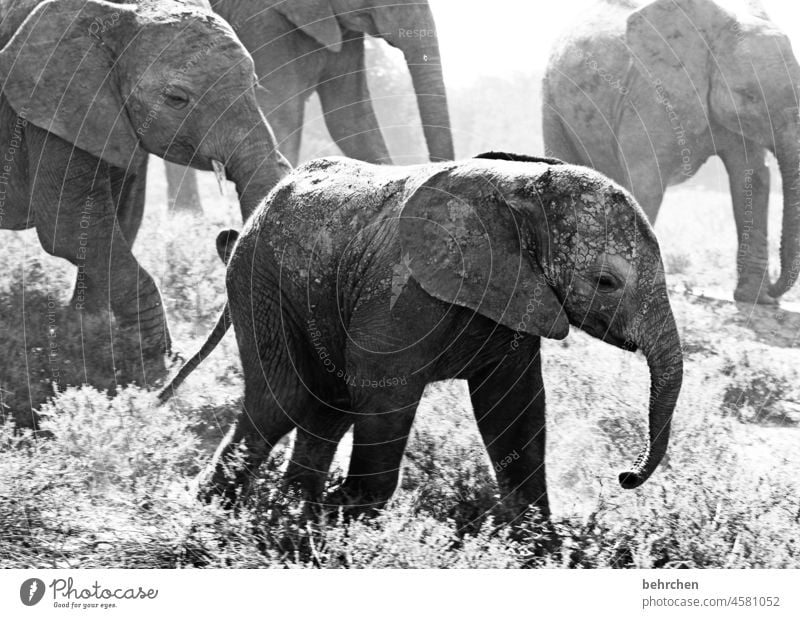 pure wildnis addo elephant national park Wildnis Natur Freiheit Elefant Elefantenbaby Elefantenhaut Elfenbein Tierliebe Tierschutz Fernweh exotisch