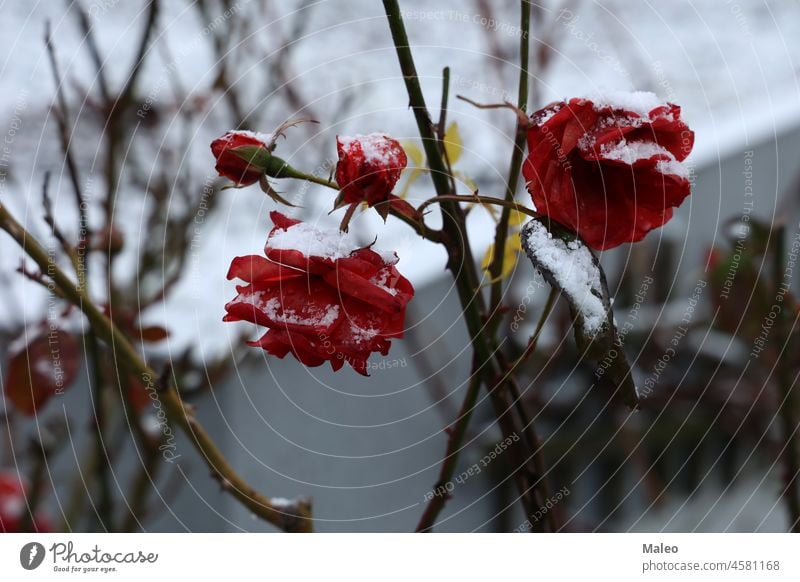 Rote Rosen im Schnee im Frost rot kalt Winter Roséwein weiß Eis Natur Blume Schönheit Saison frieren frostig Dezember Pflanze Dekoration & Verzierung Wetter