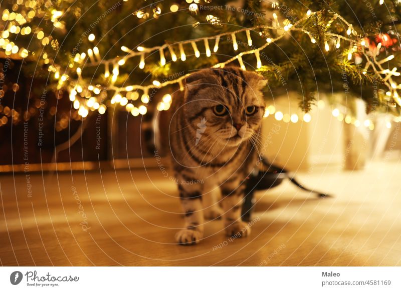 Eine Katze unter einem leuchtenden Weihnachtsbaum bezaubernd Tier schön Kasten Postkarte feiern Weihnachten Claus neugierig niedlich Tag Dekoration & Verzierung