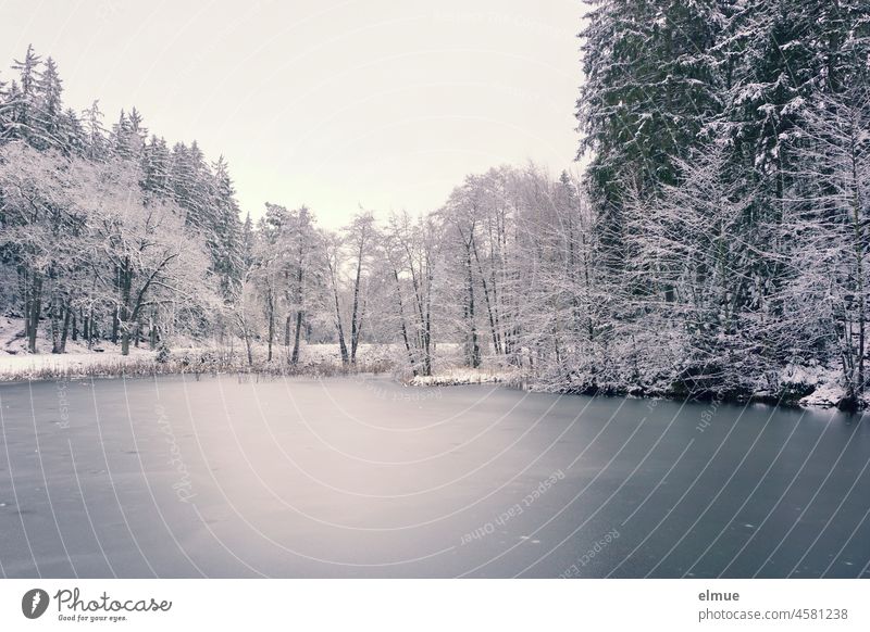 vereister See, umgeben von schneebedeckten Bäumen / Winter / Eisfläche Wald Winterwald Schnee verschneit Schneelandschaft Winterstimmung stahlblau Schneedecke