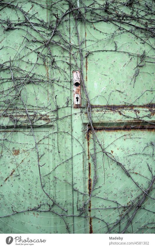 Verschlossene rostige grüne alte Tür aus Eisen von Ranken überwuchert auf einem alten Fabrikgelände im Stadtviertel Margarethenhöhe in Gießen an der Lahn in Hessen