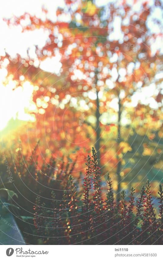 Blick aus dem Fenster auf Heidekraut im Blumenkasten und Amberbaum in Herbstfärbung Jahreszeit Herbstfarben Herbststimmung Wärme schönes Wetter Sonnenschein