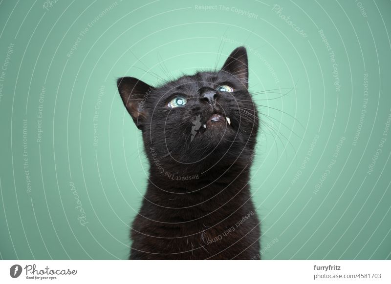 süße schwarze Katze mit Überbiss, die neugierig nach oben schaut Porträt alt Senior blind grüne Augen grüner Hintergrund aufschauend Tierzähne Zähne deaktiviert