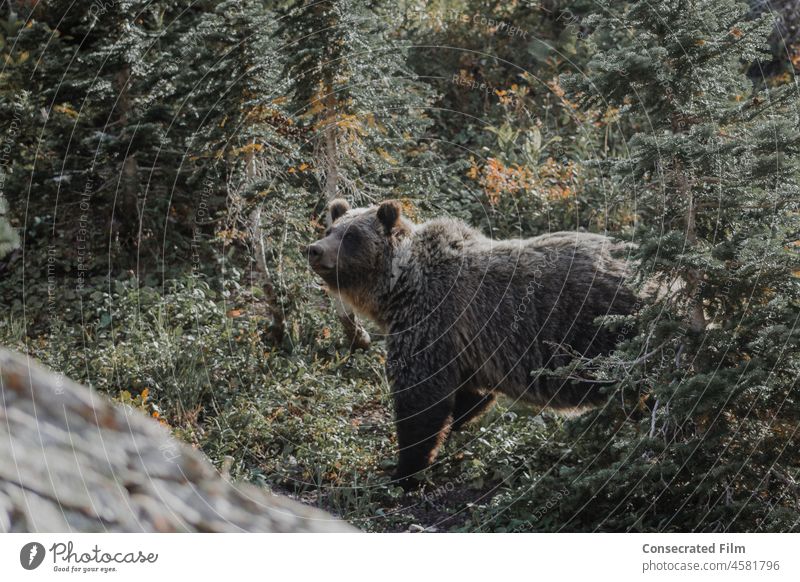 Großer Grizzlybär beim Wandern im Wald in den Bergen Wälder Tierwelt Wildtierfotografie wild Bär Natur braun Braunbär reisen Abenteuer Colorado Asien Alaska