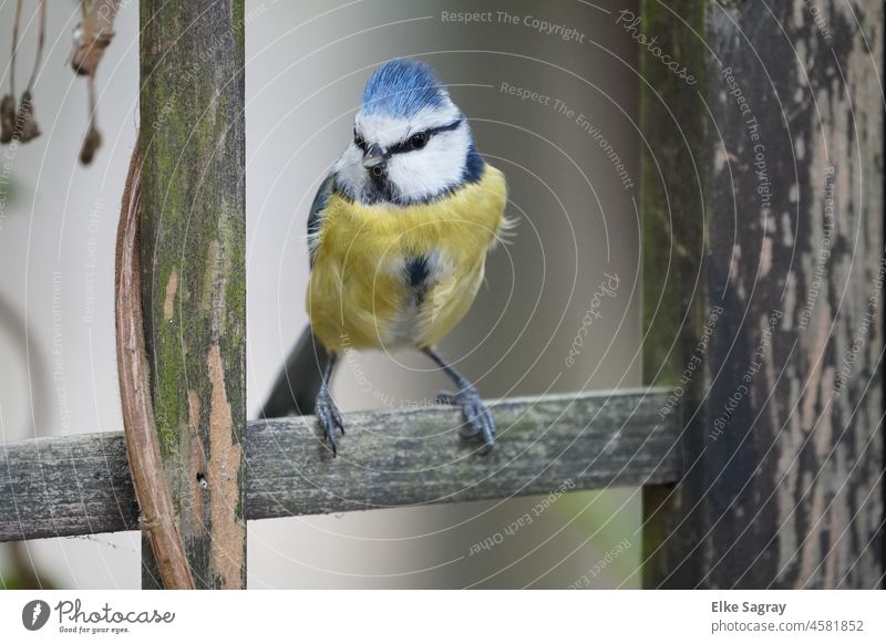 Neugierige Blaumeise  auf Holzleiste Vogelfotografie Tier Tierporträt Menschenleer Umwelt Natur Farbfoto Schwache Tiefenschärfe gelb Ganzkörperaufnahme Tag