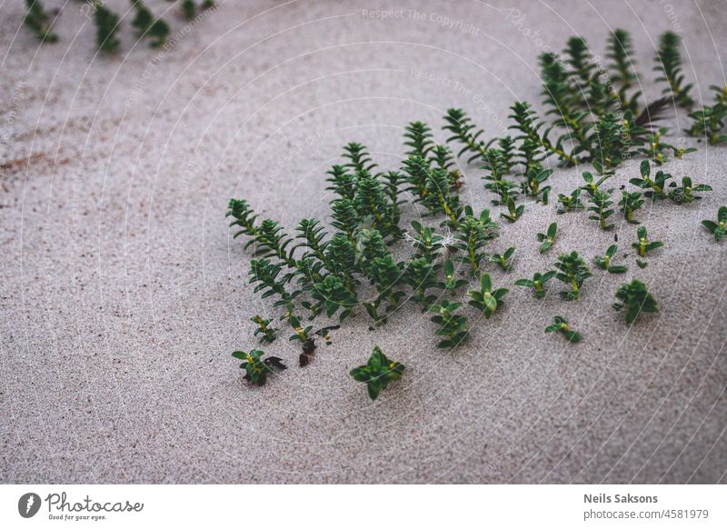 Grünes Gras im Sand Ostseestrand abstrakt Hintergrund Strand schön Botanik Nahaufnahme Küste Tag Umwelt Flora frisch Garten grün wachsen Wachstum Blatt