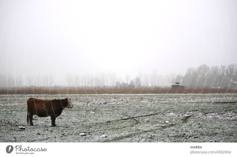Im Schnee stehen gelassen Kuh Rind Weide Winter Wiese Einsamkeit Gras Landwirtschaft Nebel Bauernhof Landschaft Winterstimmung Natur Tier Feld Bulle Rindfleisch