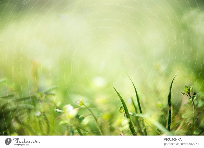 Natur Hintergrund mit grünem Gras und Blumen. Wiese mit unscharfen Bokeh-Effekten und Grashalmen in Bewegung. Vorderansicht. Naturhintergrund verschwommen