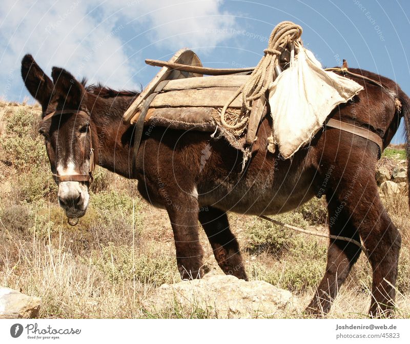 der Esel aus der Pampa Tier Kreta Landwirtschaft Verkehr Natur