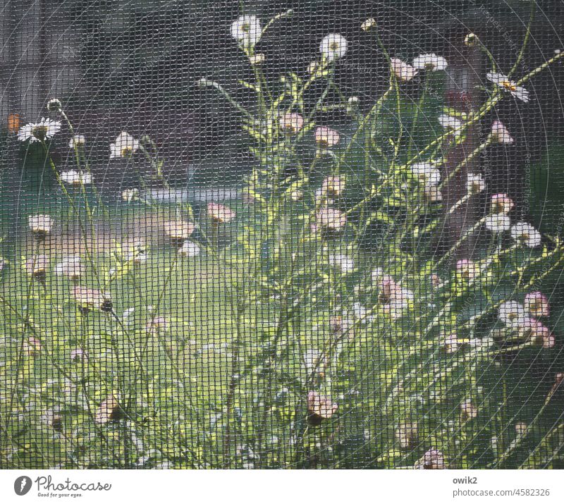Staude Spanisches Gänseblümchen Berufkräuter Karwinsky-Berufkraut Mauer-Gänseblümchen Erigeron karvinskianus Korbblütler Zierpflanze farbenfroh blühen Blumen