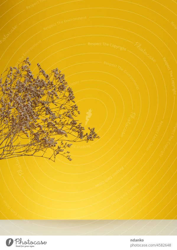 Holzpodest zur Präsentation von Kosmetika und anderen Artikeln, gelber Hintergrund mit trockenen Wildblumen und Schatten Blume Minimalismus weiß Sockel Werbung