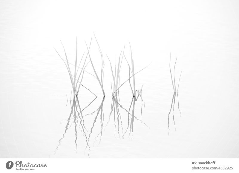 Gräser spiegeln sich im Wasser, sw Linie Leben Natur Schwarzweißfoto Zen grau harmonisch vertikal ruhig Teich Schilfrohr zart schwarz Erholung Gewässer