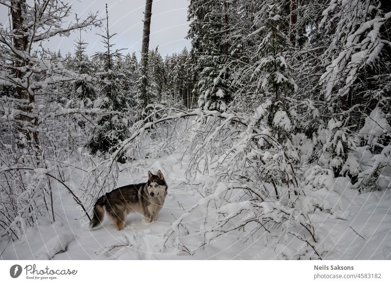 tief verschneiter lettischer Wald und Husky-Hund Tier Hintergrund schön Schönheit blau Ast züchten Eckzahn kalt Kommen niedlich Tag Bildung fluffig Frost