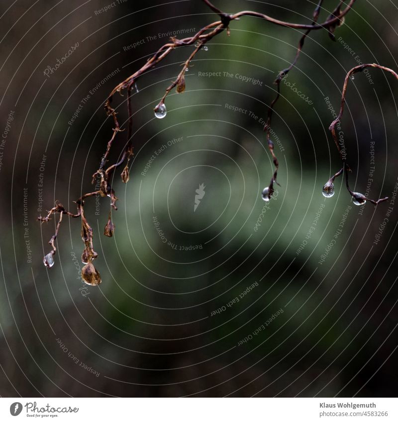 Tropfen hängen an filigranen Ranken, bei trübem Wetter, vor düsterem Hintergrund Tautropfen traurig beklemmend nicht froh wasser Pflanzenteile Herbst