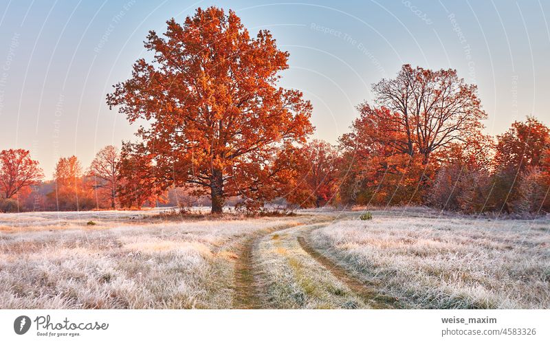Schotterstraße auf Feld, Eiche mit orangefarbenen Blättern. Jahreszeitenwechsel von Herbst zu Winter. Baum Frost Schnee Reif fallen bedeckt ländlich