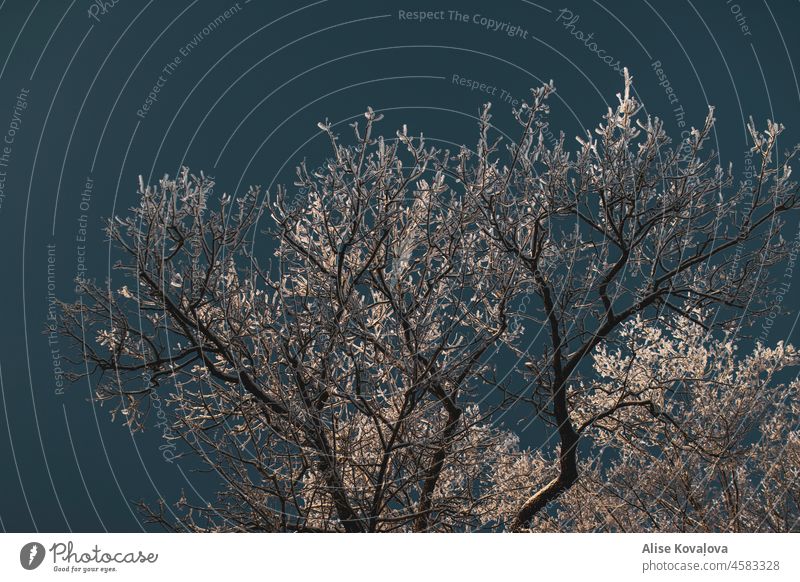 gefrorene Äste mit Schnee bedeckt Baum Niederlassungen eingefroren kalt Natur Baum im Himmel Blauer Himmel Winter Kälte Frost Sonnenlicht Sonnenlicht im Geäst