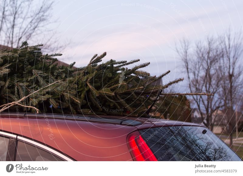 Weihnachtsbaum mit Schnur auf dem Dach eines roten Geländewagens befestigt lebender Baum echter Baum feiern Tradition gebunden gefesselt gesichert Laufwerk Garn