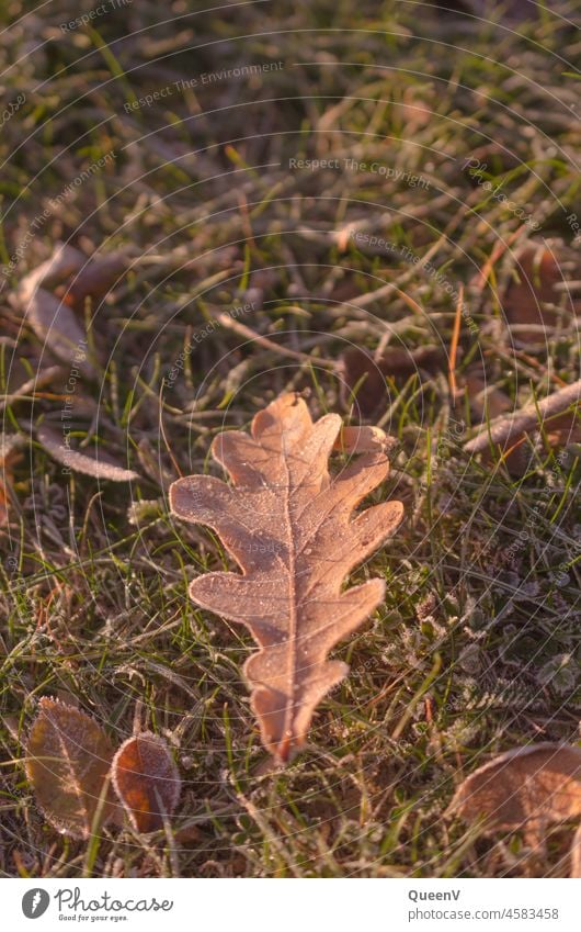 Eichenblatt mit Frost mit Morgenlicht in Herbst Sonnenlicht Licht Natur Sonnenaufgang morgenlicht ruhig Umwelt Herbstfärbung Kälte Wiese