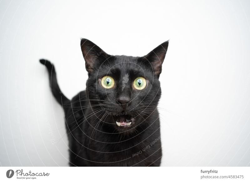 lustiges schwarzes Katzenporträt mit schockiertem Blick Porträt katzenhaft Kurzhaarkatze schwarze Katze weißer Hintergrund Studioaufnahme Textfreiraum