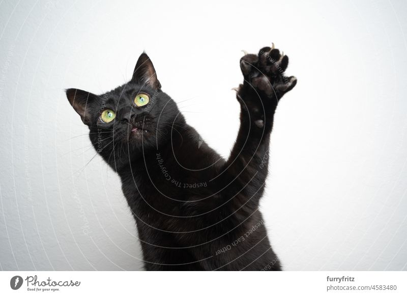 Schwarze Katze spielt mit erhobener Pfote auf weißem Hintergrund Porträt katzenhaft Kurzhaarkatze schwarze Katze weißer Hintergrund Krallen Studioaufnahme