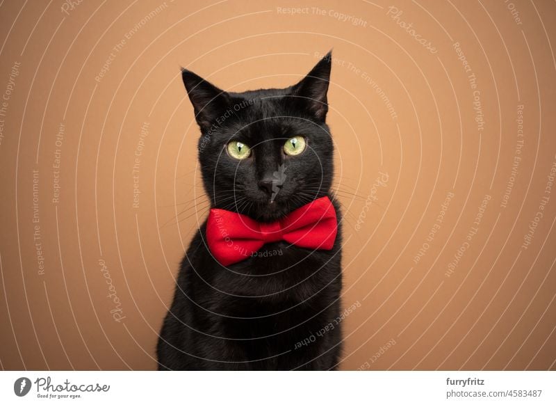 süße schwarze Katze mit roter Fliege Portrait Porträt katzenhaft Kurzhaarkatze brauner Hintergrund Terrakotta Studioaufnahme in die Kamera schauen niedlich