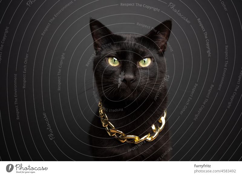 coole schwarze Katze mit goldener Kette Porträt katzenhaft Kurzhaarkatze Goldkette Bordsteinkette schwarzer Hintergrund Studioaufnahme in die Kamera schauen