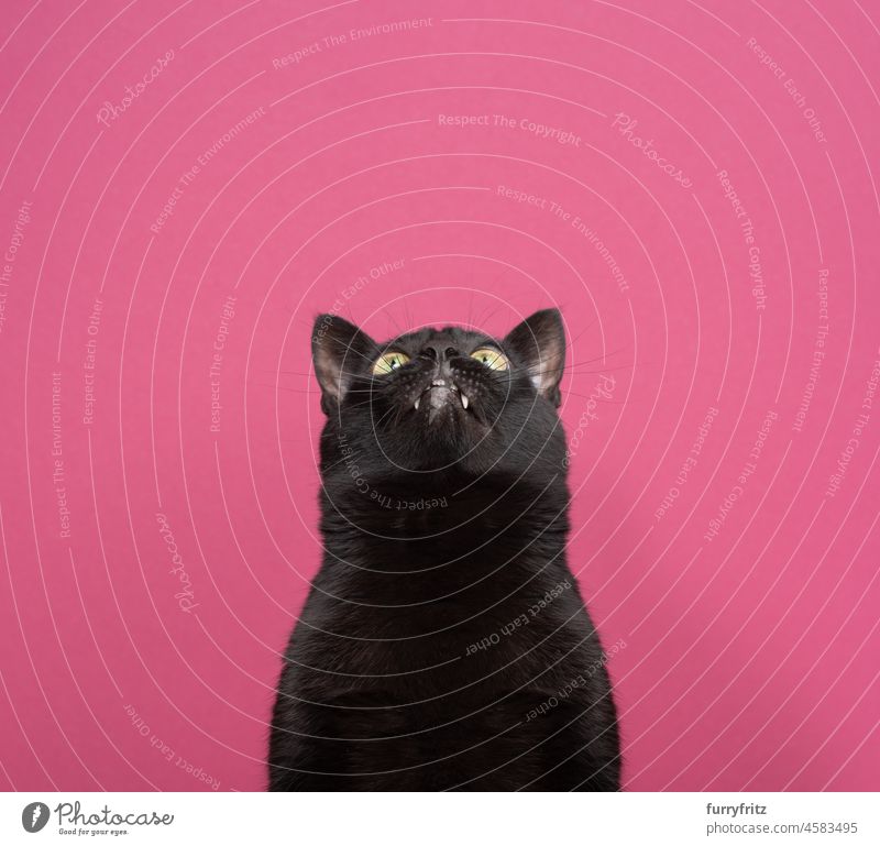 lustige schwarze Katze mit Zahnlücke schaut nach oben auf rosa Hintergrund Porträt katzenhaft Kurzhaarkatze Studioaufnahme Textfreiraum aufschauend Tierzähne