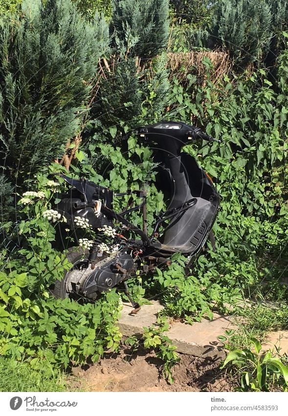 !Trash! | ausgerollt roller motorroller fahrzeug zweirad kaputt garten sonnig überwuchert überwachsen waschbetonplatte ausgeschlachtet pflanzen Thuja