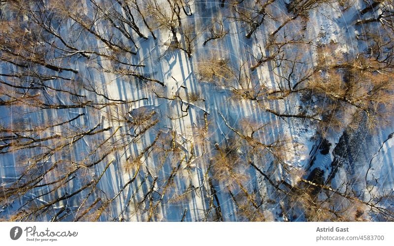 Luftaufnahme mit einer Drohne von einem verschneiten Laubwald mit Bach im Winter luftaufnahme drohnenfoto bäume birken winter schnee natur naturwald laubwald