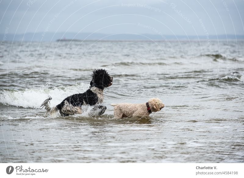 Zwei Hunde | Allen Widrigkeiten zum Trotz | Pflügen sie durch das Meer | Das Ziel vor Augen Freunde Kumpel Haustier Säugetier Tier 2 Außenaufnahme Freundschaft
