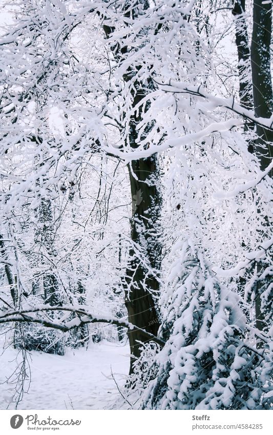Winterwald / ist das ein Kindertraum / oder ein Märchen Kindheitserinnerung Märchenwald Haiku märchenhaft schneebedeckt schneebedeckte Zweige Heimat Schnee Wald