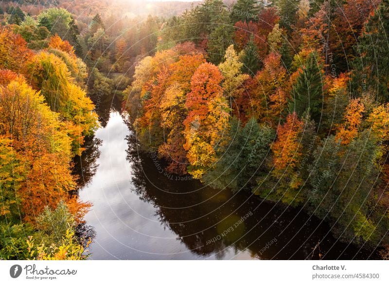 Zarter Hochnebel |Dunkles Wasser. Bäume.| Farbexplosion im Herbst! Wald laubbäume herbstlich Herbstlicht Herbstfärbung Natur Herbstlaub Herbststimmung