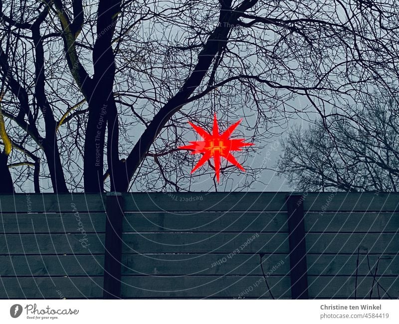 Ein roter leuchtender Stern hängt in den kahlen Ästen eines Baumes und schaut über den Bretterzaun Leuchtstern Weihnachten & Advent Stern (Symbol)