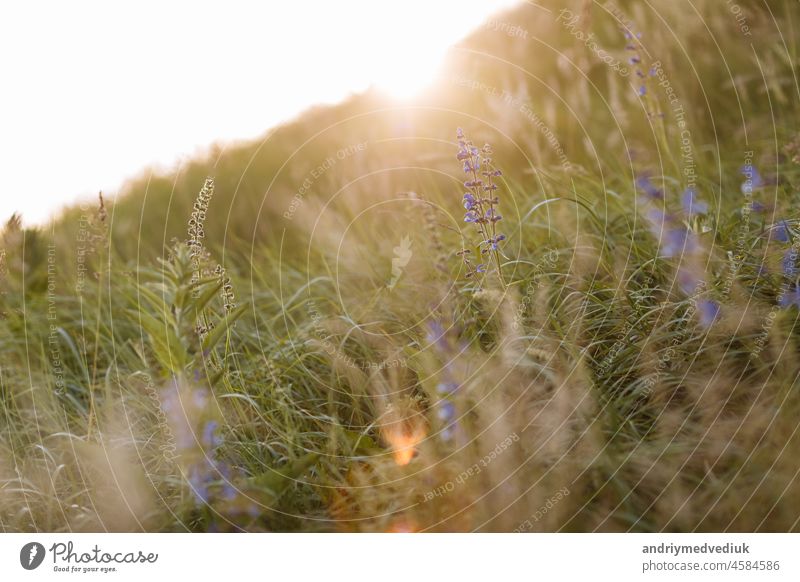 Selektiver Weichzeichner von trockenem Gras, violett-blaue lebendige Wildblumen, Stängel wehen im Wind bei goldenem Sonnenuntergang Licht, unscharfe Hügel auf dem Hintergrund, Kopie Raum. Natur, Sommer, Gras Konzept