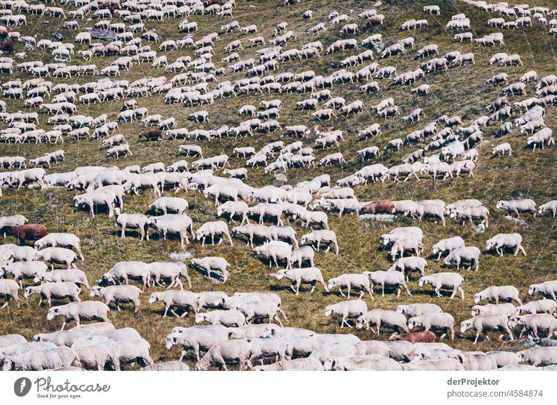 Wanderung Vanoise National Park: Schafe, Schafe, schlafe Zentralperspektive Starke Tiefenschärfe Kontrast Schatten Licht Tag Menschenleer Außenaufnahme