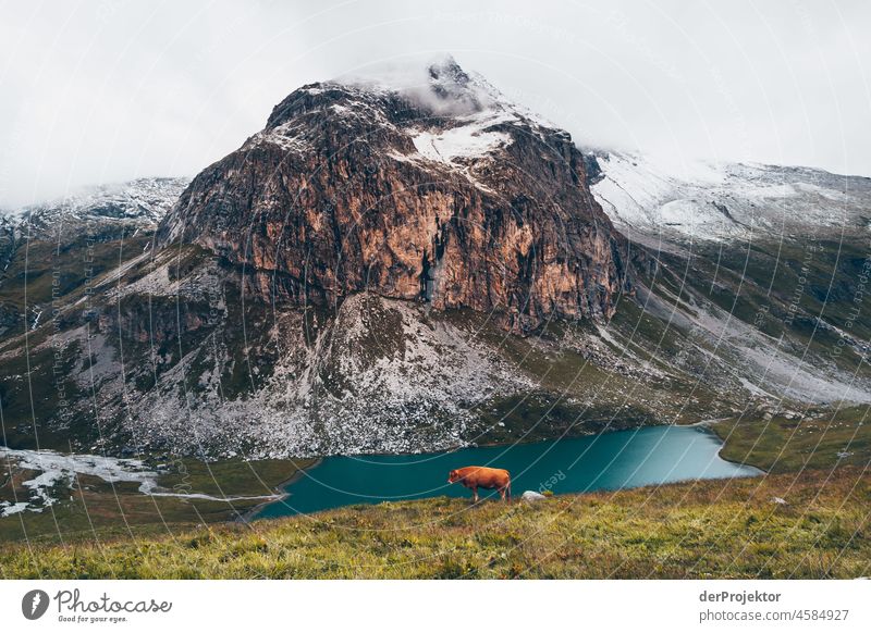 Wanderung Vanoise National Park: Blick auf Berg in Nebel mit Kuh im Vordegrund Zentralperspektive Starke Tiefenschärfe Kontrast Schatten Licht Tag Menschenleer