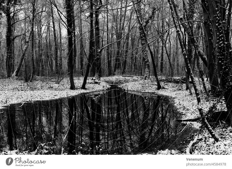 Kleiner Fluss in einem leicht verschneiten Wald im Winter, Schwarz/Weiß Wälder Baum Bäume Waldboden Bodenanlagen Unkraut Bodenbewuchs Kofferraum Rüssel