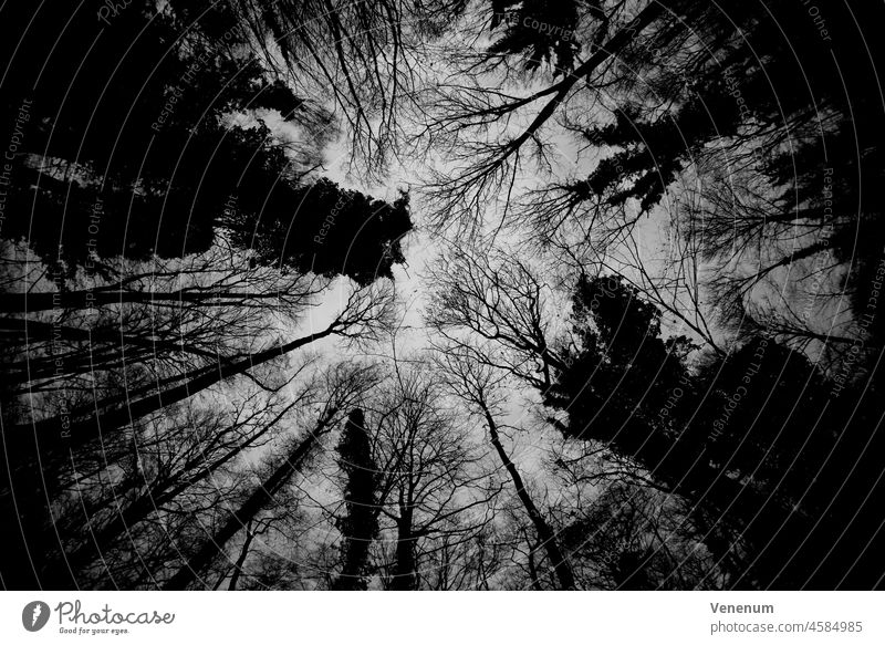 Zweige von Baumkronen ohne Blätter im Winter im Wald, Schwarz/Weiß, einzelne Bäume mit Efeu bewachsen Wälder Waldboden Bodenanlagen Unkraut Bodenbewuchs