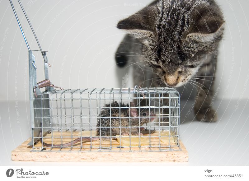 Blickkontakt Katze Käfig gefangen Ferne Maus Appetit & Hunger Angst