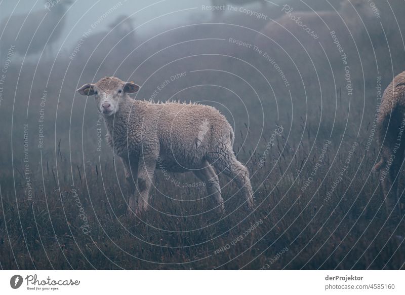 Wanderung Vanoise National Park: Lamm im Nebel Zentralperspektive Starke Tiefenschärfe Kontrast Schatten Licht Tag Menschenleer Außenaufnahme mehrfarbig